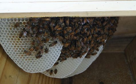 Bees buzzing around in the hive that Stallbaumer and his family built from scratch.