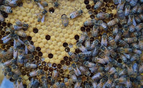 A close up picture of Stallbaumer's hive making honey.