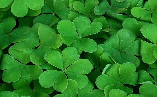 Shamrocks, which are usually associated with Ireland like St. Patrick's Day.