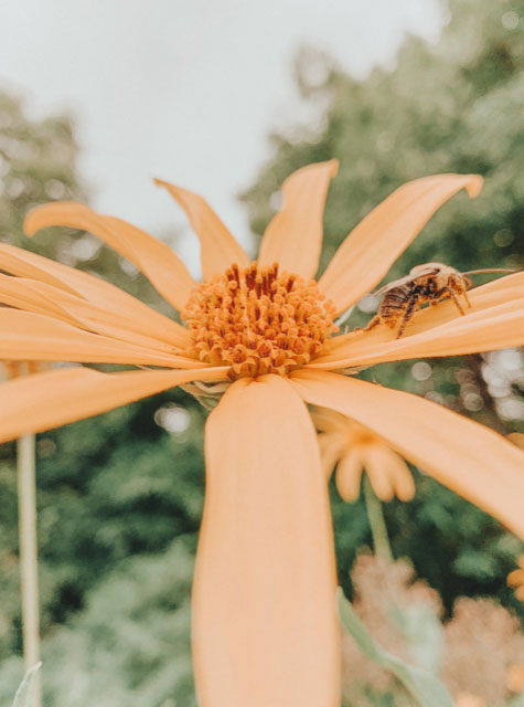 Alex Braley's photograph of nature.