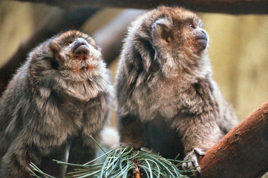 Caqueta titi monkey purring monkey from the Amazon Rainforest