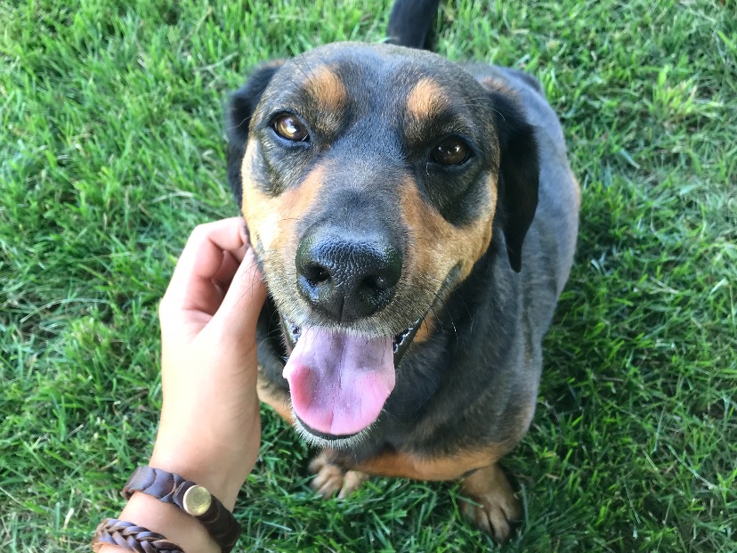 Senior Austin Bradley pets his dog while enjoying the outdoors.